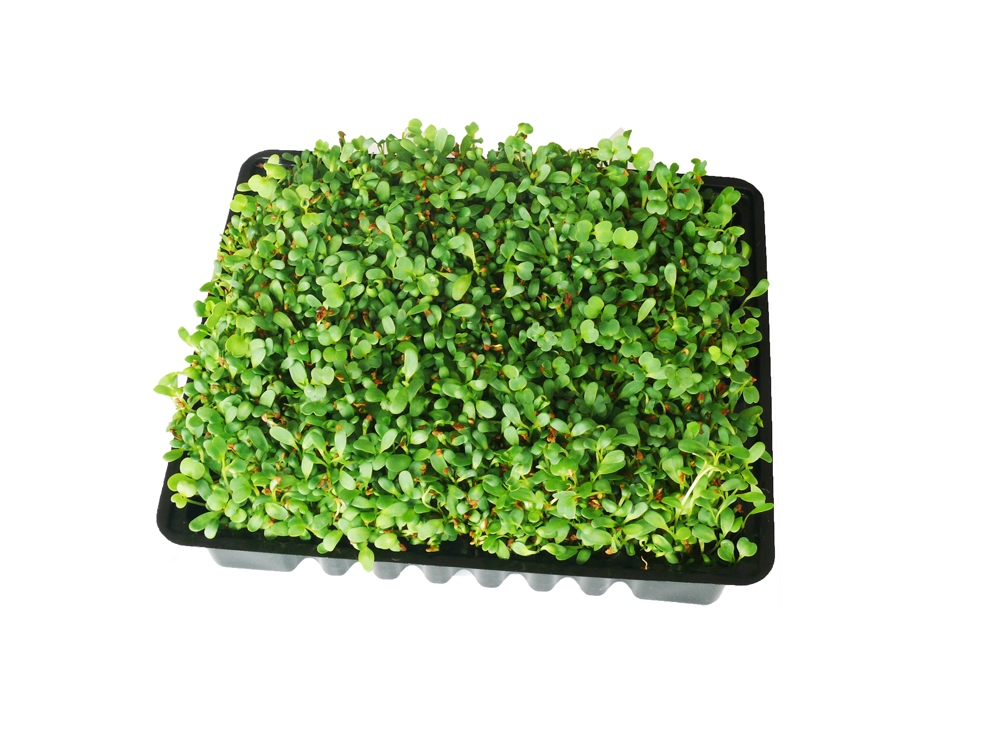 Alfa Rucola Kiemgroenten ± 250gr