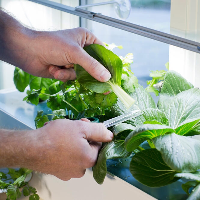 Nelson Garden Teeltplug met Pak Choi zaden 6 stuks